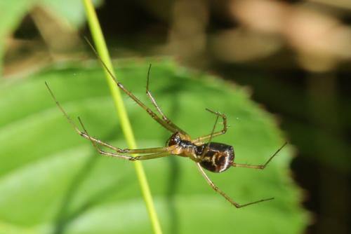 Réf. 292 685 : Linyphia triangularis
